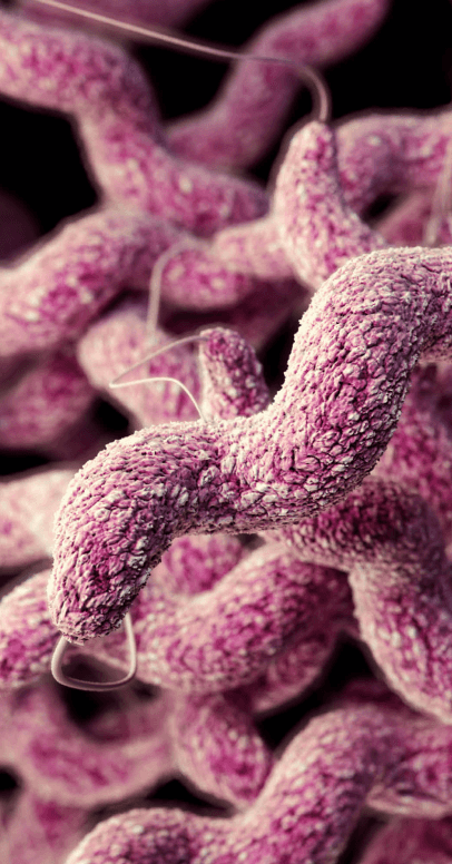 Close Up Of Bacteria