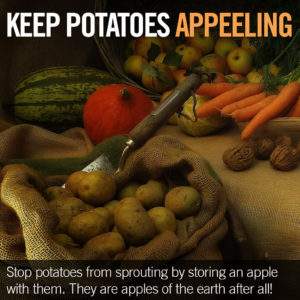 Stop potatoes from sprouting by storing an apple with them. They are apples of the earth after all!